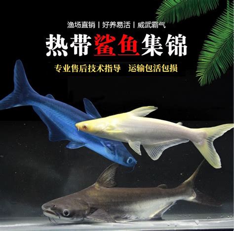 客廳燈 風水 台灣可以養鯊魚嗎